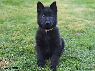 German Shepherd dogs Thor - Ad 6