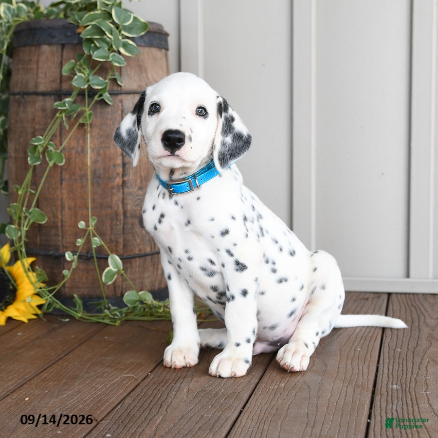 Dalmatian dogs Lucky - Ad 2