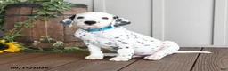 Dalmatian dogs for sale: Lucky - Ad 2