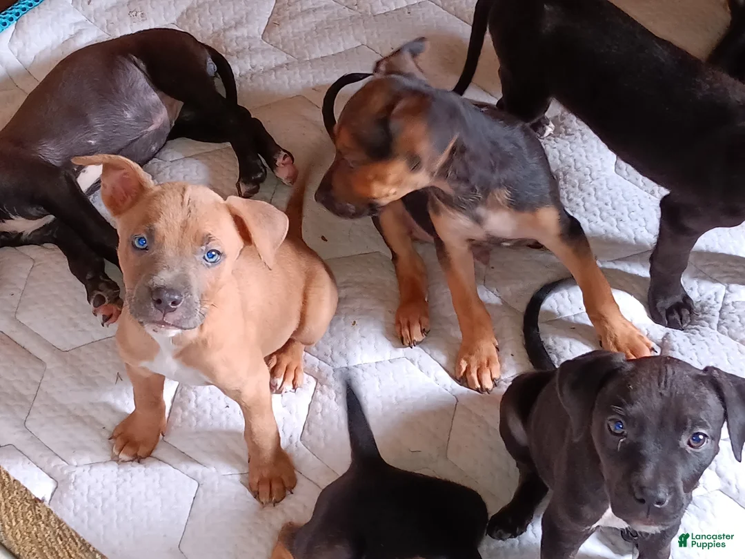 Mixed Breed dogs for sale: Mixed Breed 9 - Ad 1
