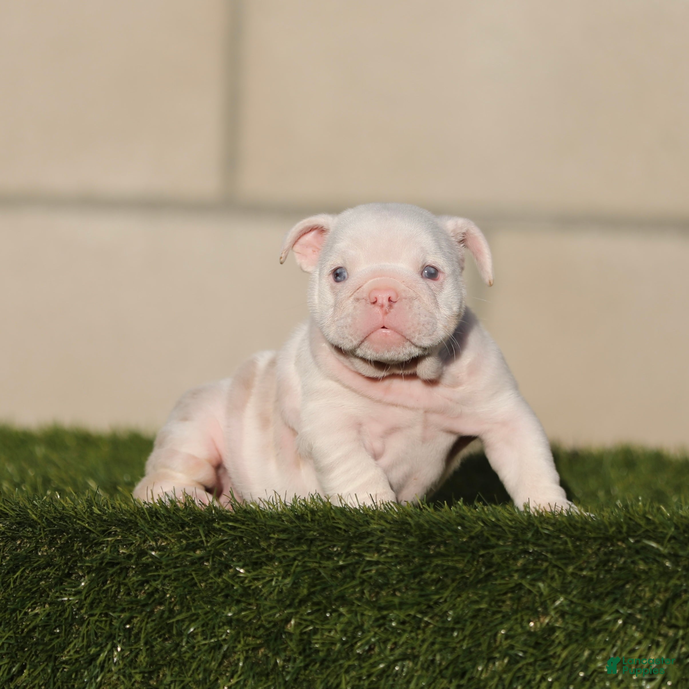 English Bulldog dogs English Bulldog 4 - Ad 21