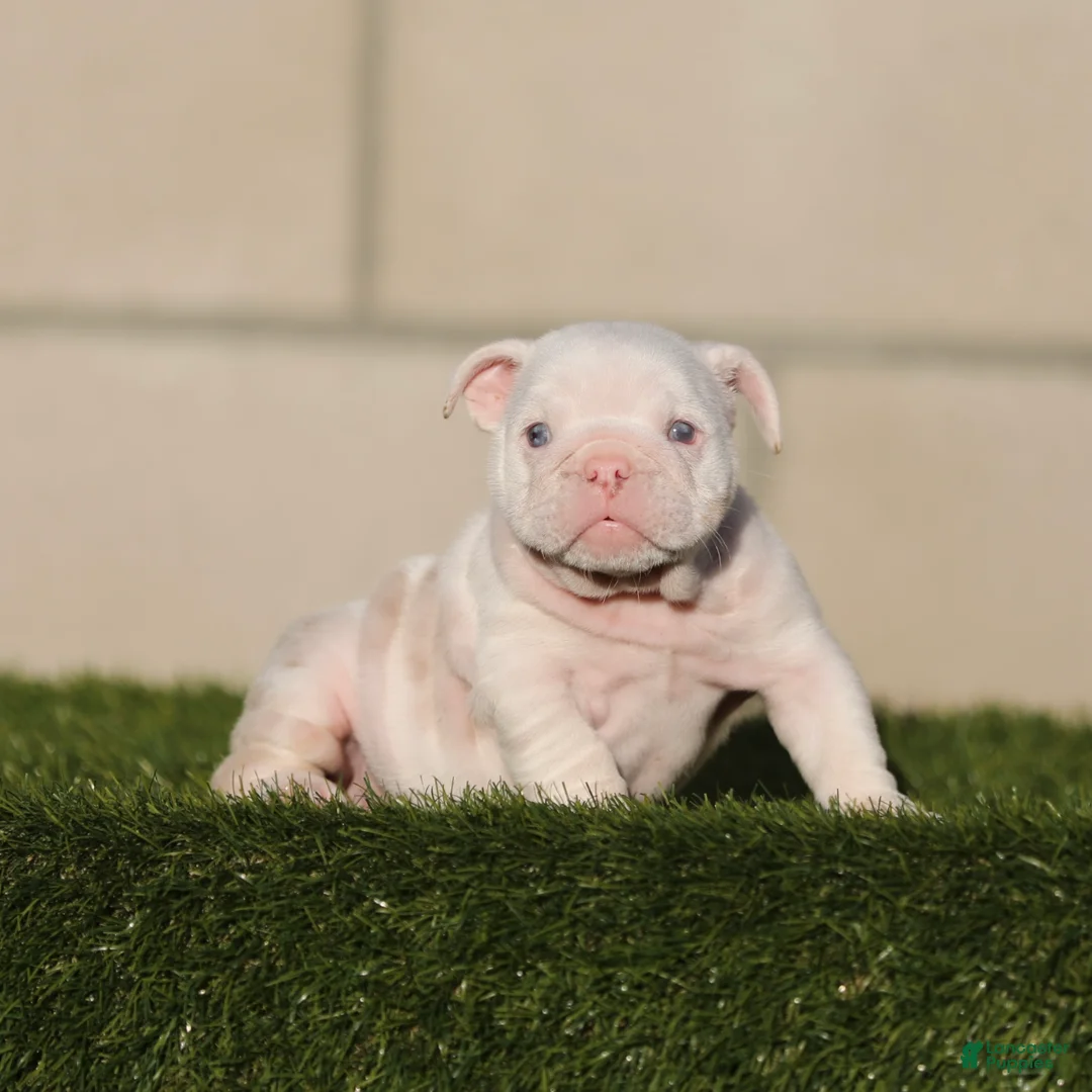 English Bulldog dogs for sale: English Bulldog 4 - Ad 1