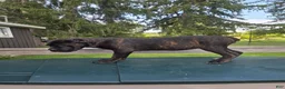 Cane Corso dogs for sale: Sage - Ad 4