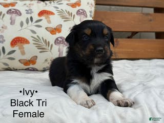 Australian Shepherd dogs Ivy - Ad 11