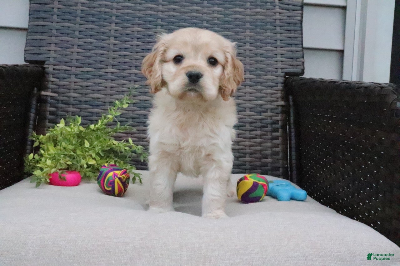 Cocker Spaniel dogs Cocker Spaniel 1 - Ad 1