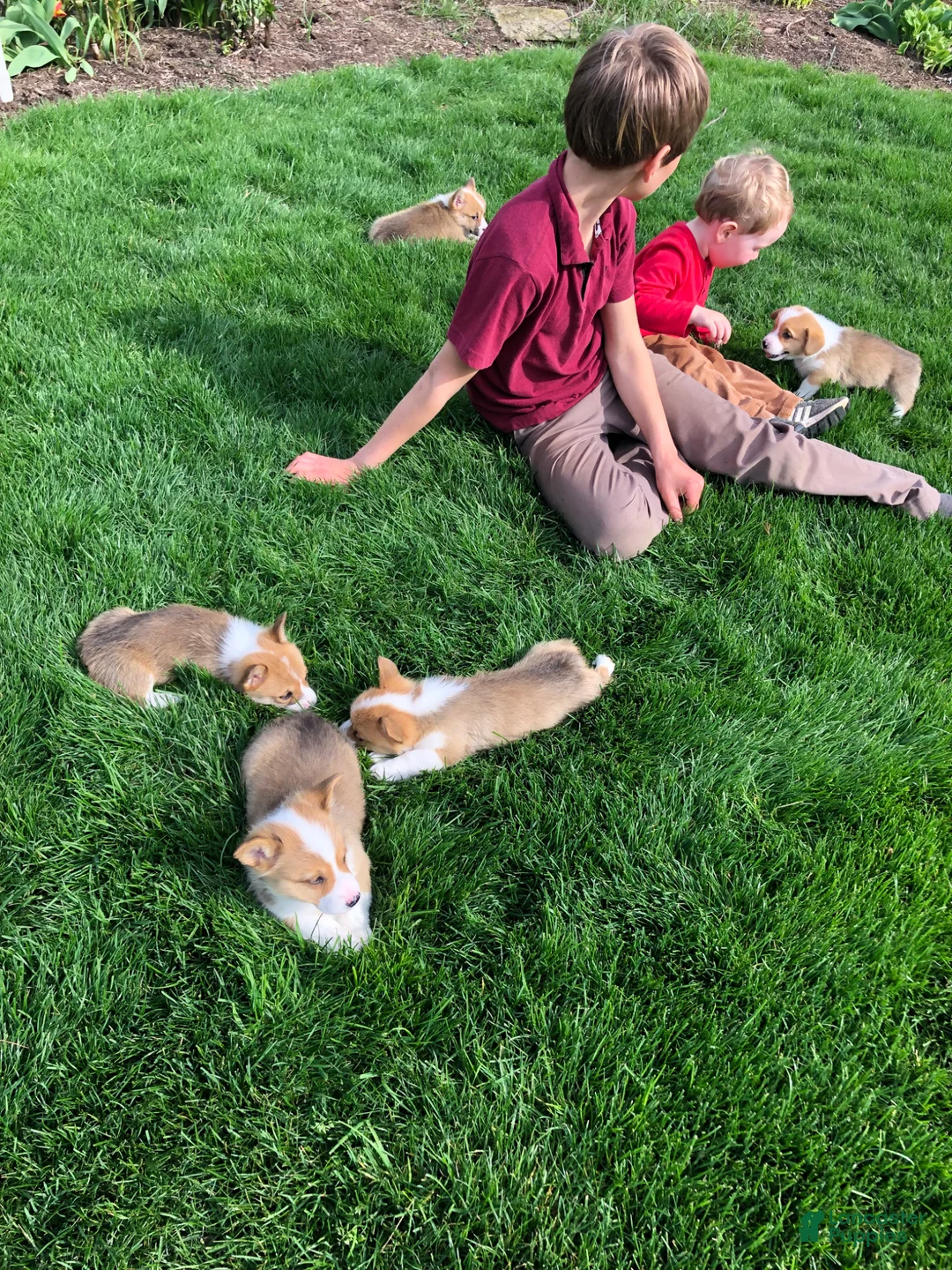 Welsh Corgi Pembroke dogs for sale: Molly - Ad 11