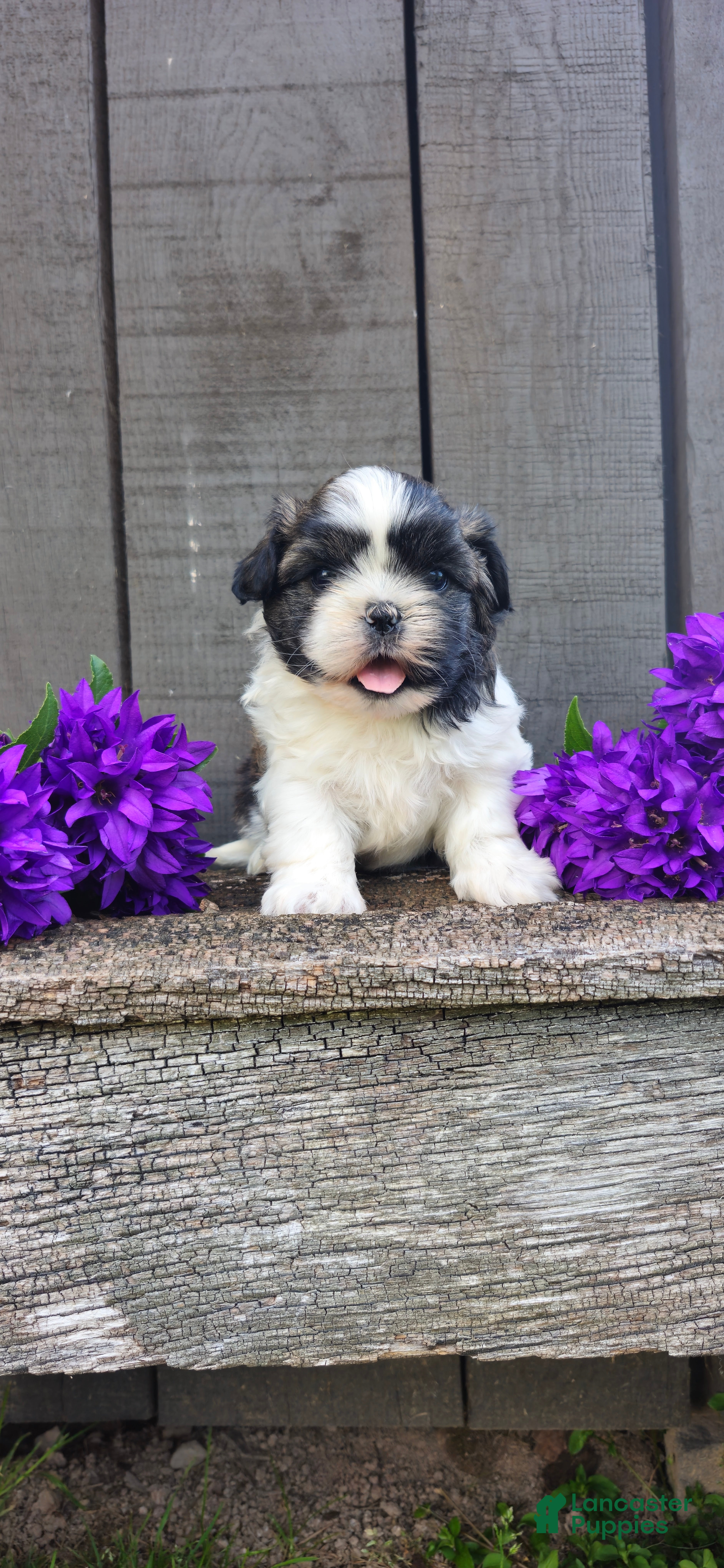 Teddy Bear dogs Buster - Ad 1