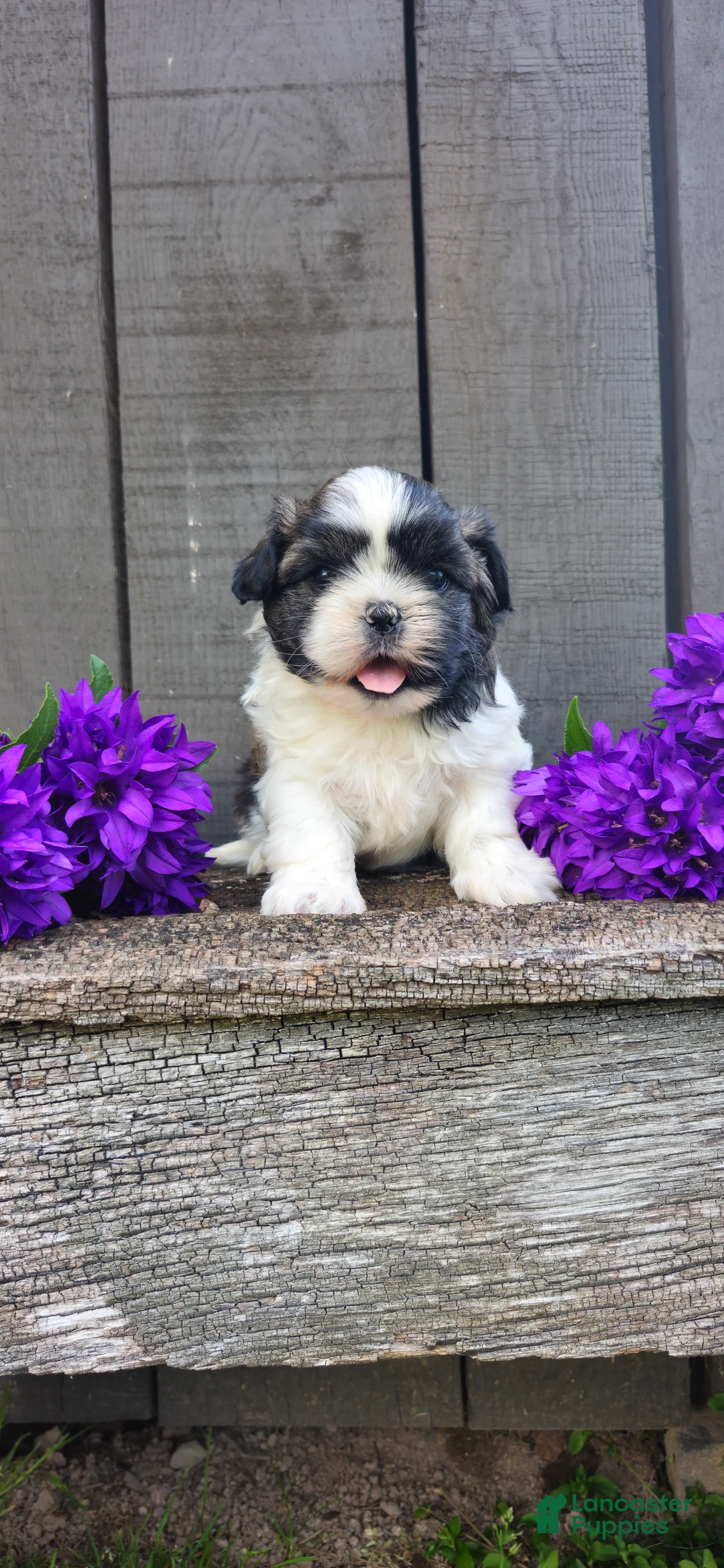 Teddy Bear dogs for sale: Buster - Ad 1