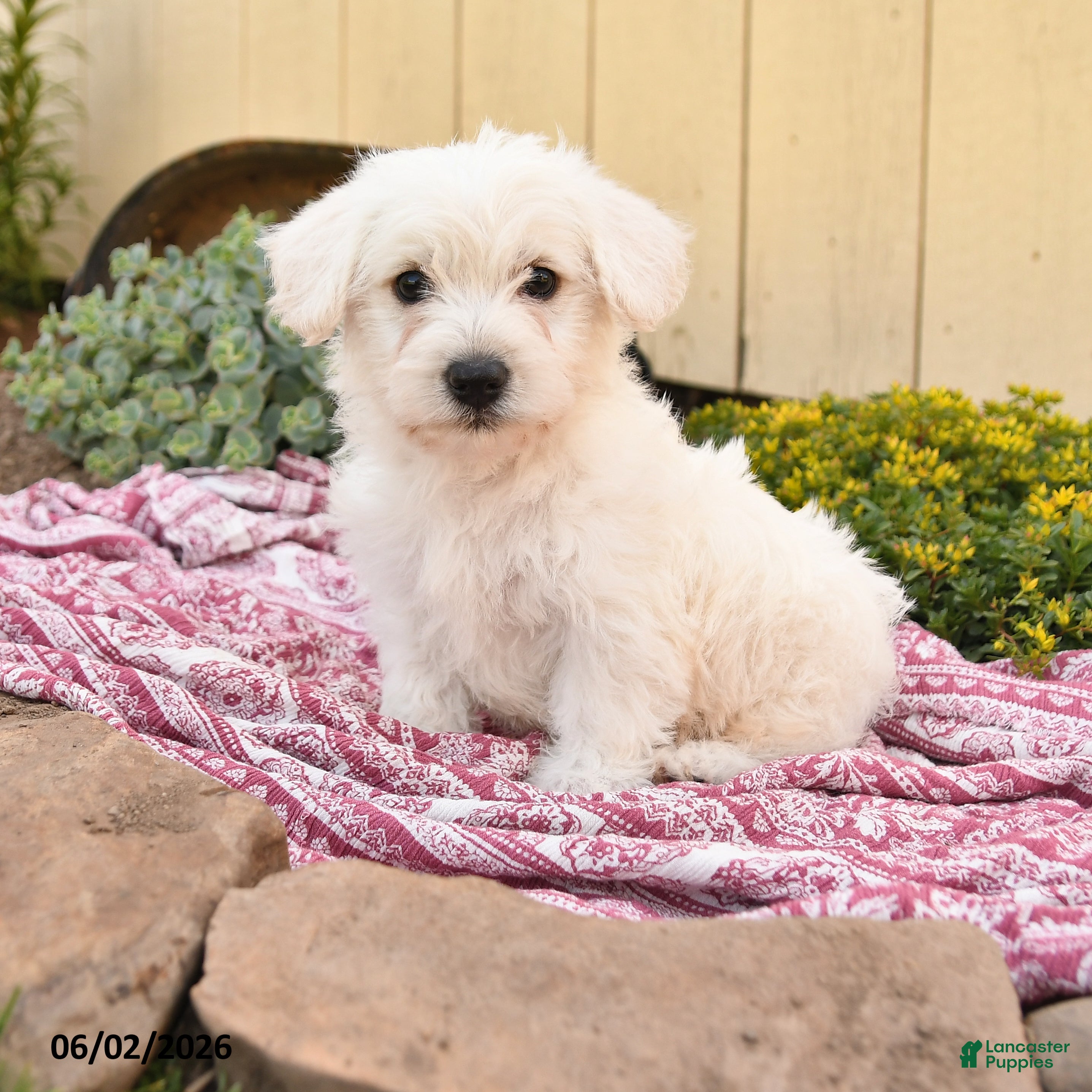 Westiepoo dogs Ronald - Ad 1