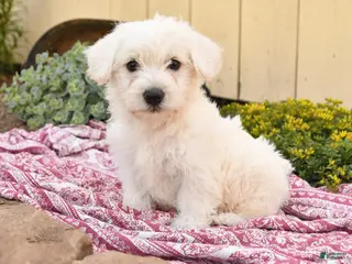 Westiepoo dogs for sale: Ronald - Ad 2