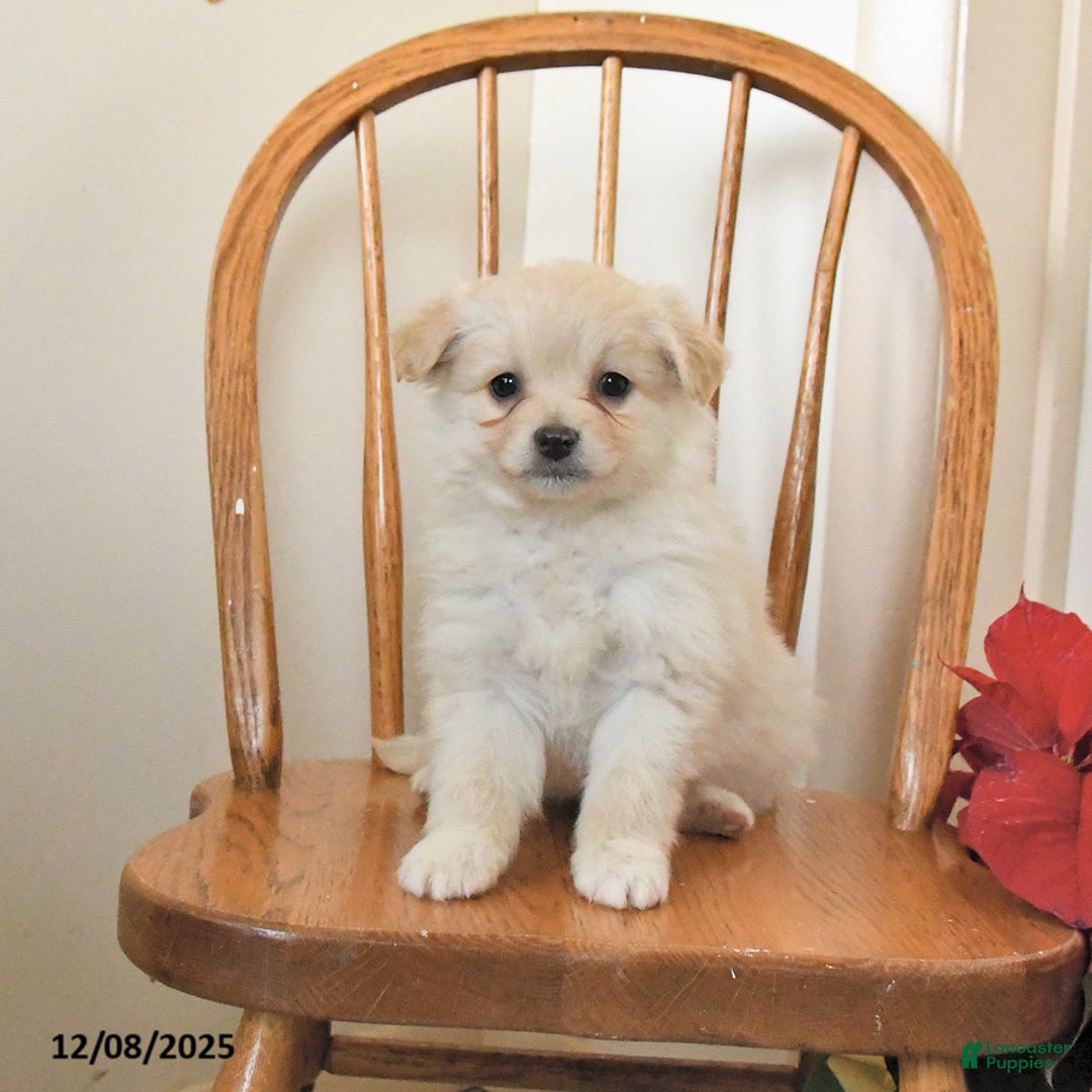 Pomapoo dogs for sale: Sierra - Ad 1