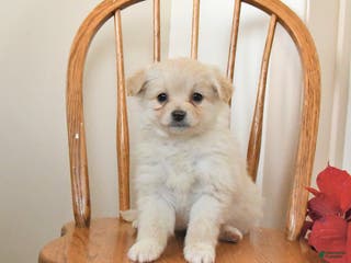 Pomapoo dogs Sierra - Ad 9