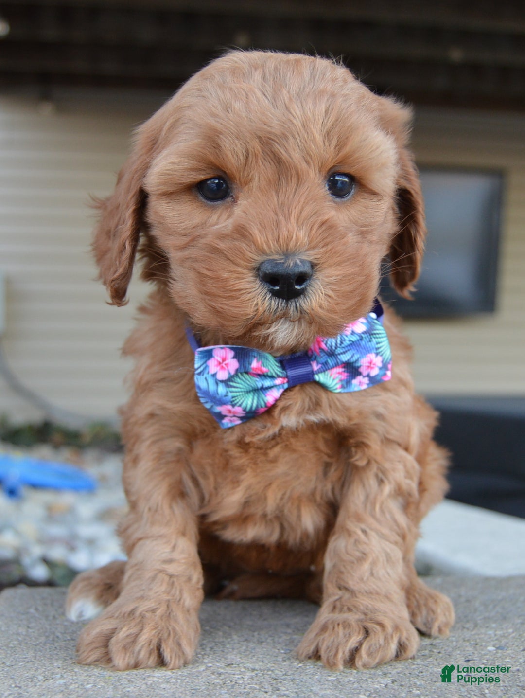 Cockapoo dogs for sale: Cora - Ad 1