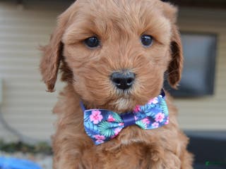 Cockapoo dogs Cora - Ad 37