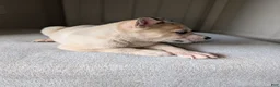 Pitsky dogs for sale: Celia - Ad 21