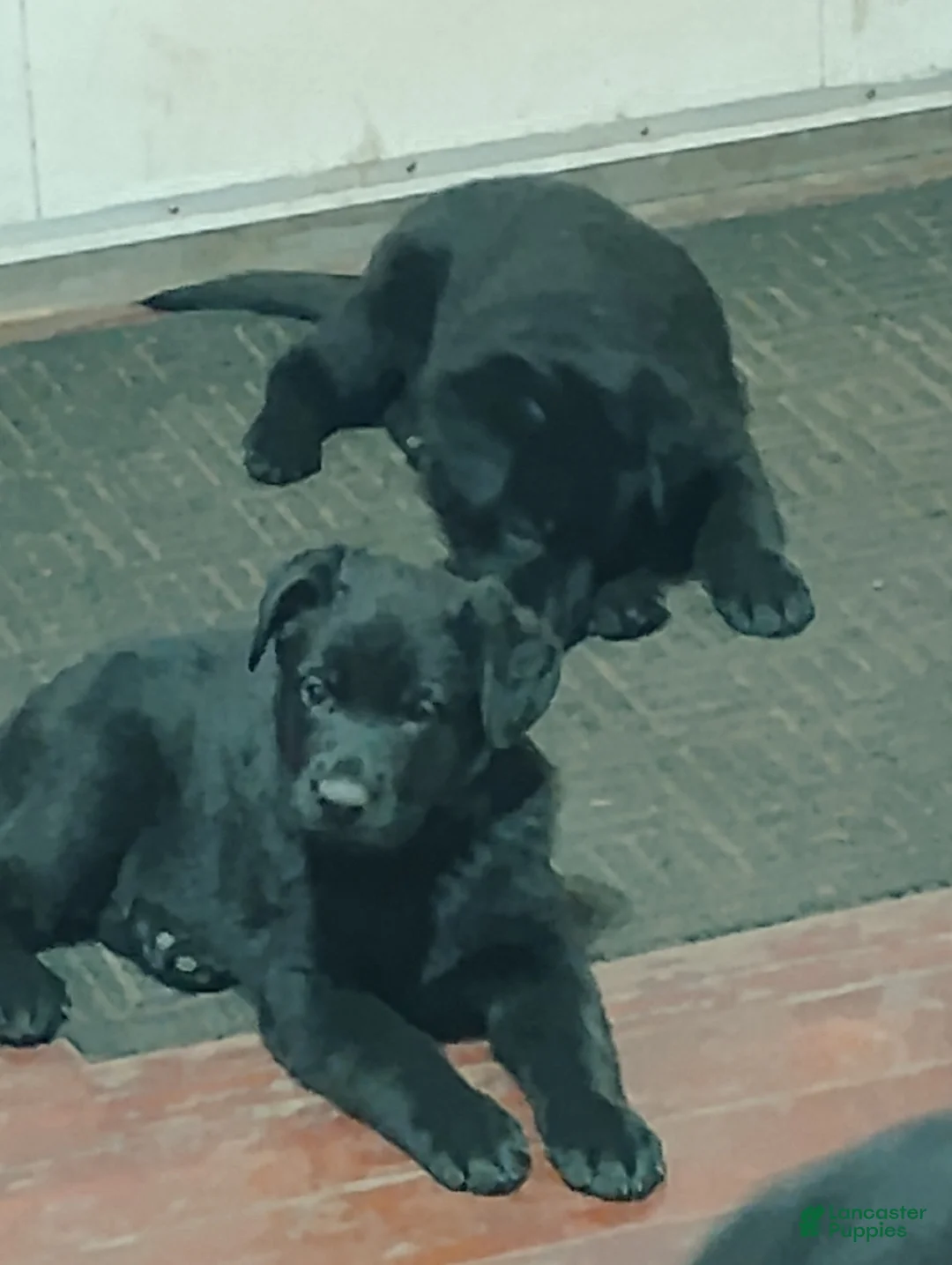 German Shepherd dogs for sale: German Shepherd Puppy 3 - Ad 9