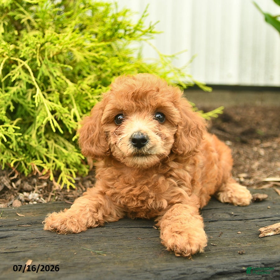 Toy Poodle dogs Alice  - Ad 1