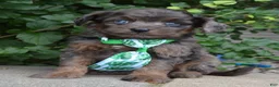 Mini Aussiedoodle dogs for sale: Mini Axel - Ad 3