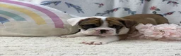 English Bulldog dogs for sale: Lilly - Ad 5