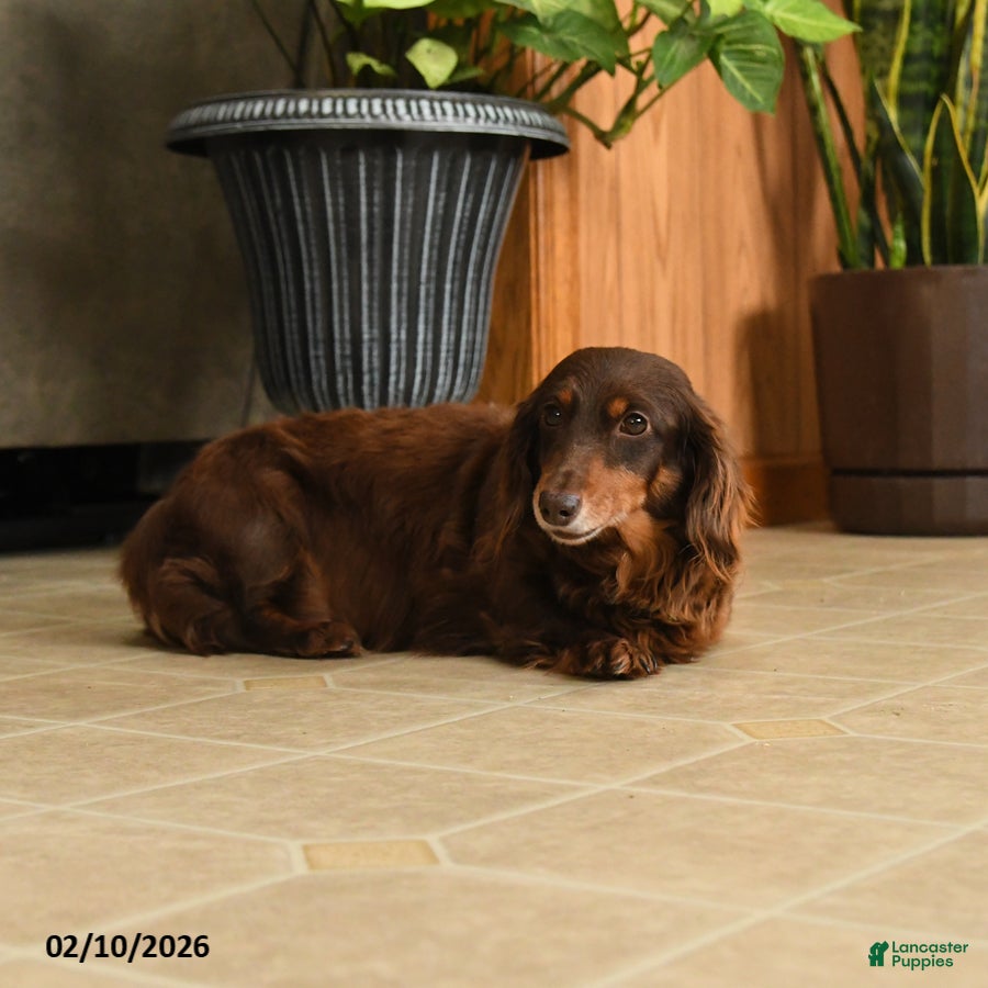 Miniature Dachshund dogs Harmony - Ad 2
