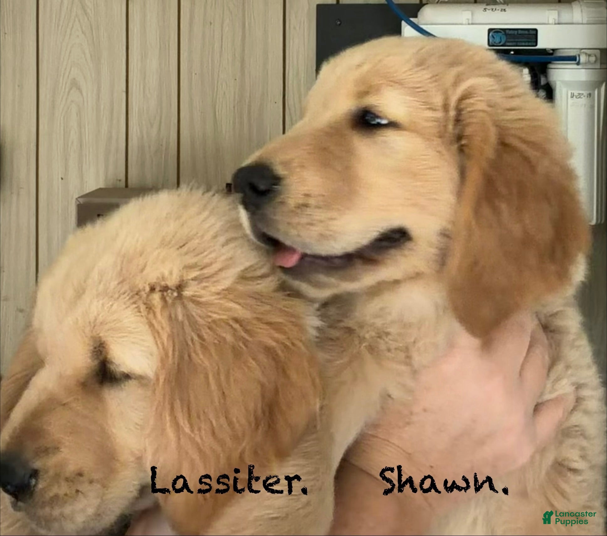 Golden Retriever dogs Shawn - Ad 2