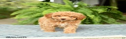 Toy Poodle dogs for sale: Sloane House Raised - Ad 5