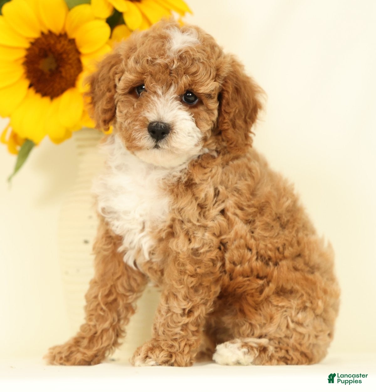 Cavapoo dogs Maggie - Ad 2