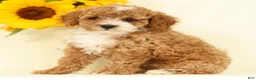 Cavapoo dogs for sale: Maggie - Ad 2