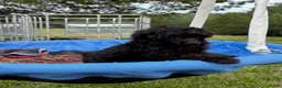 Toy Poodle dogs for sale: Pooh - Ad 9