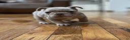 French Bulldog dogs for sale: PorkChop - Ad 7