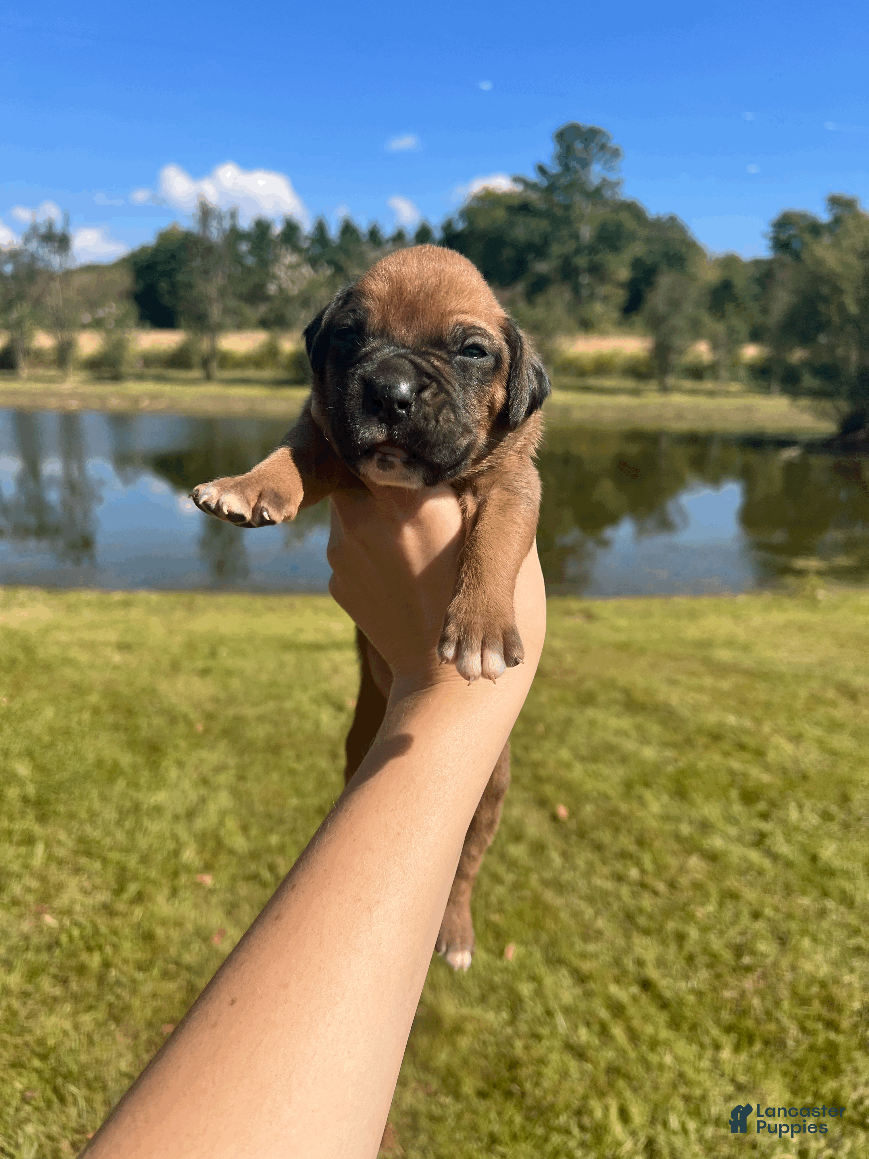 Boxer