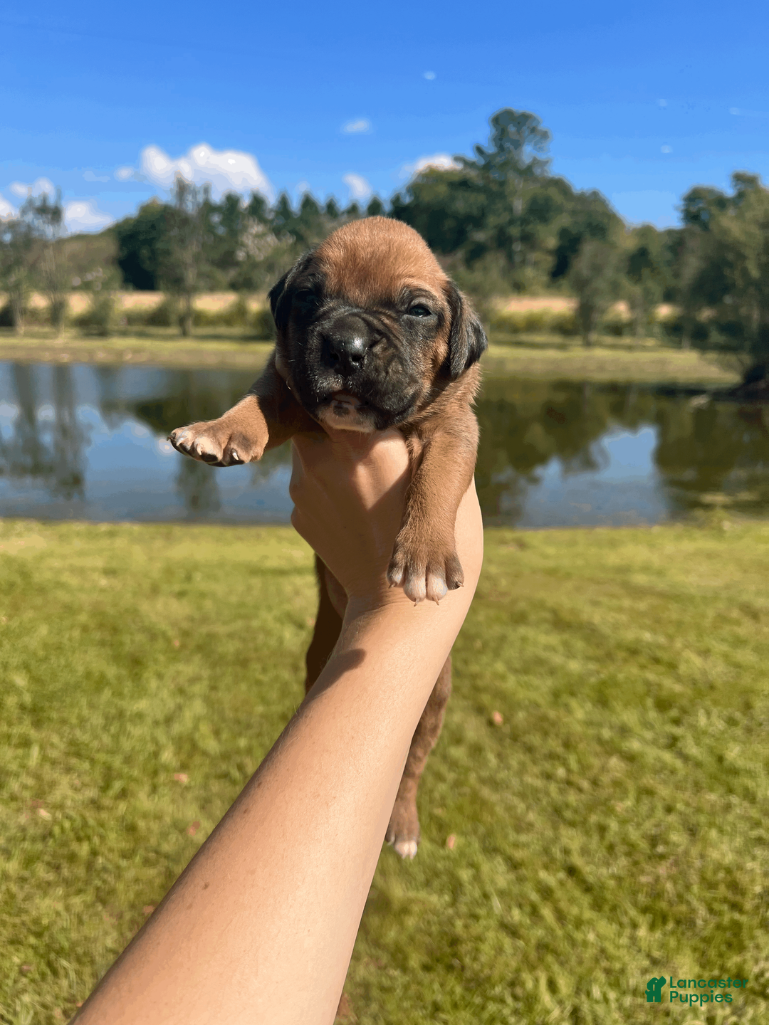 Boxer dogs for sale: AKC Boxer - Male 2 - Ad 1
