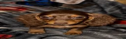 Miniature Dachshund dogs for sale: Miniature Dachshund 1 - Ad 1