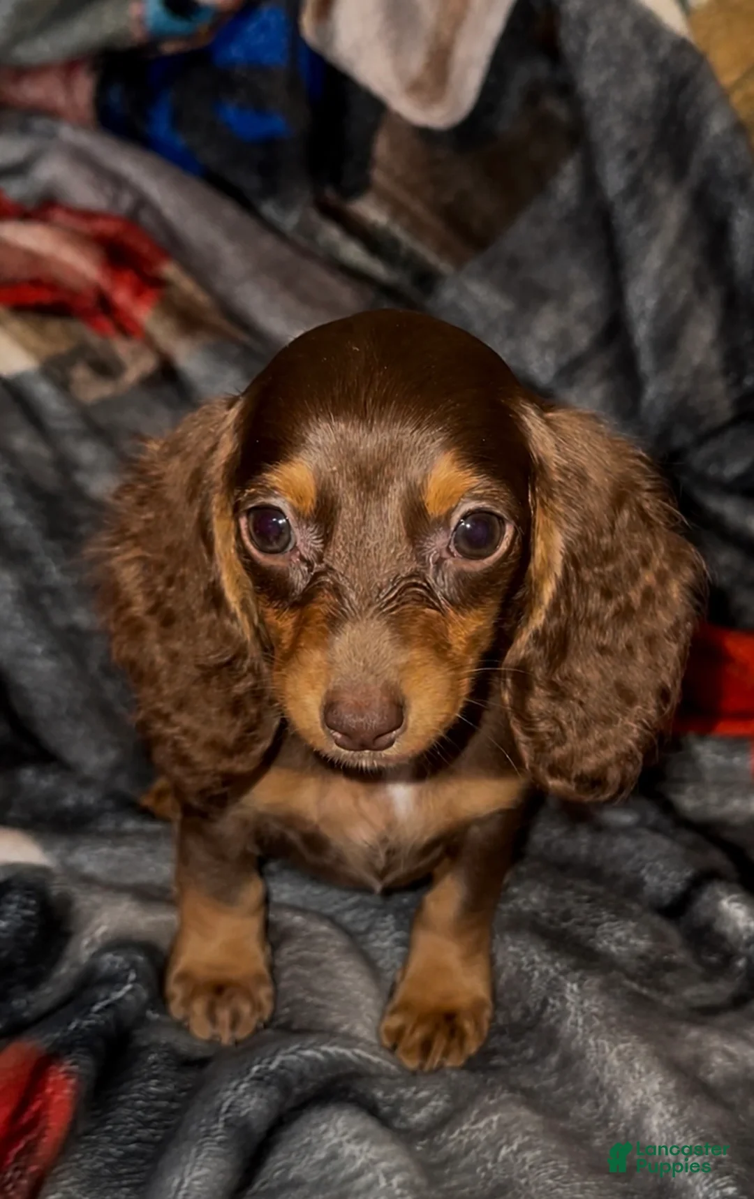 Miniature Dachshund dogs for sale: Miniature Dachshund 1 - Ad 1