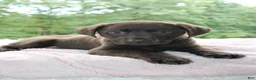 Labrador Retriever dogs for sale: Molly  - Ad 1