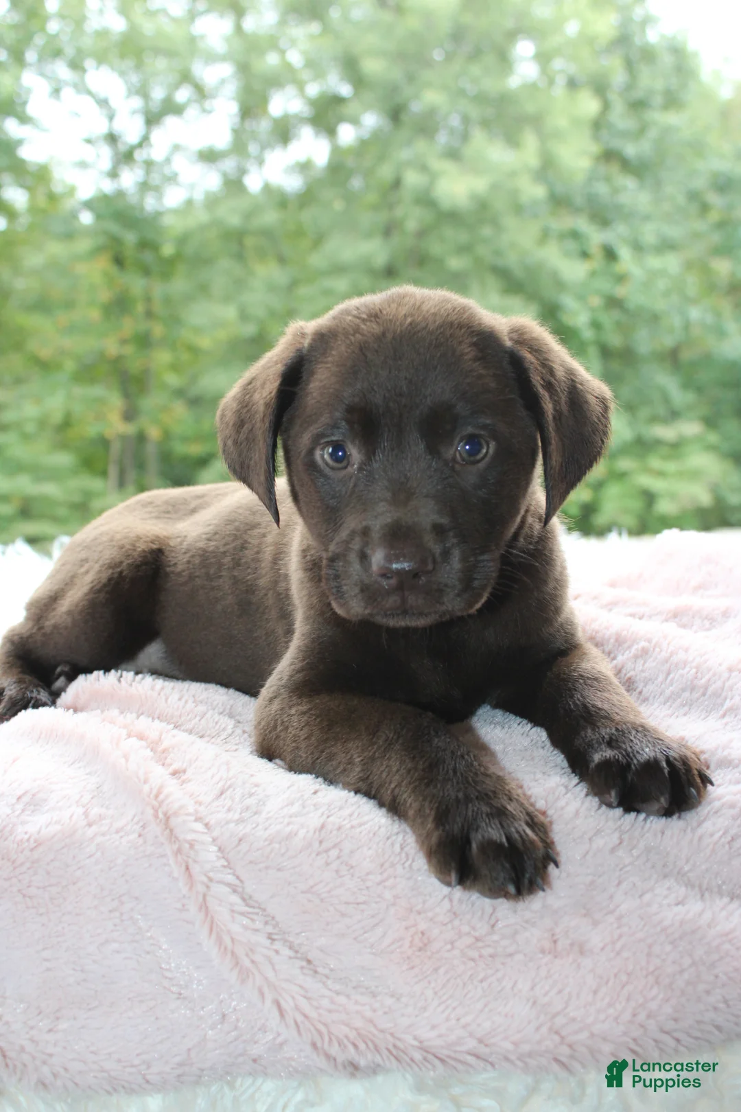 Labrador Retriever dogs for sale: Molly  - Ad 1