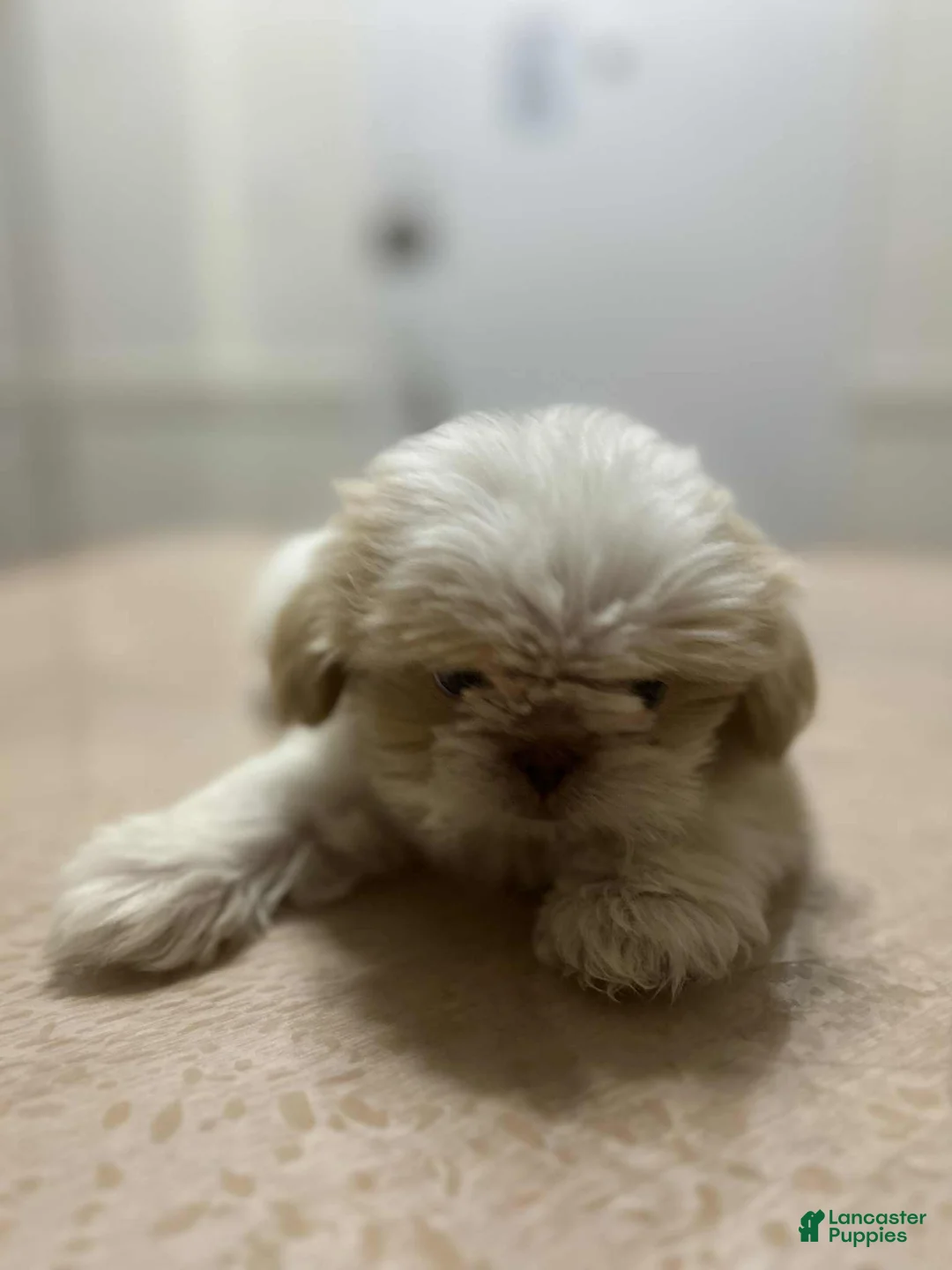 Shih Tzu dogs for sale: Vart - Ad 1