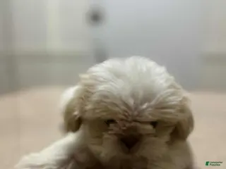 Shih Tzu dogs Vart - Ad 24