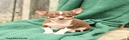 Chihuahua dogs for sale: Pepper - Ad 2
