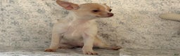 Chihuahua dogs for sale: Kora - Ad 7