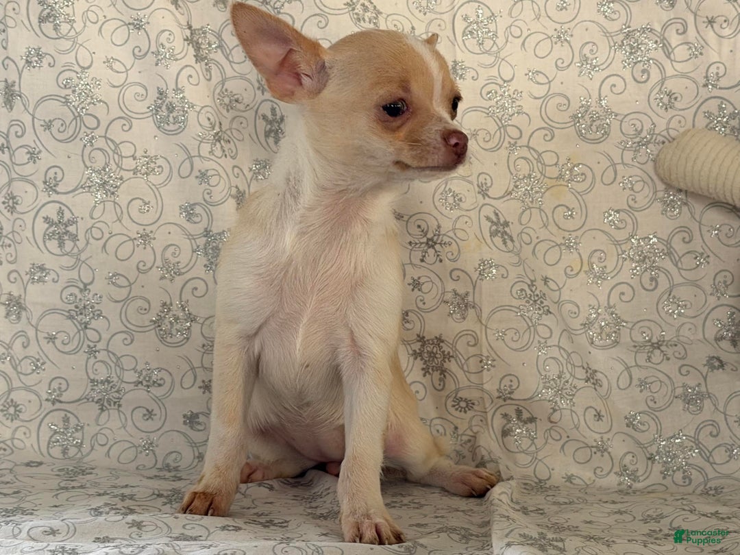 Chihuahua dogs for sale: Kora - Ad 7