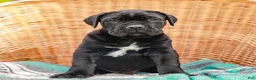 Cane Corso dogs for sale: Jett (Champion Bloodline) - Ad 3
