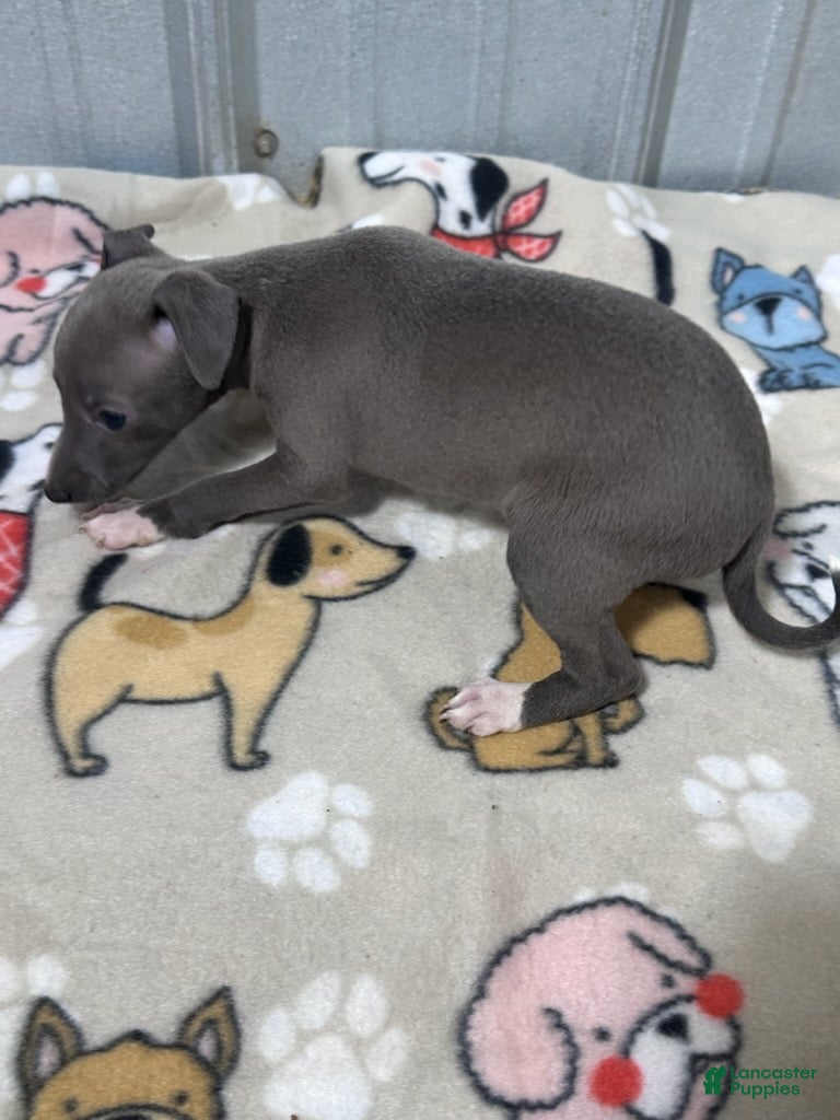 Italian Greyhound dogs Brandy - Ad 2