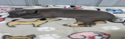 Italian Greyhound dogs for sale: Brandy - Ad 2