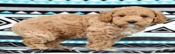 Cockapoo dogs for sale: Katie - Ad 2