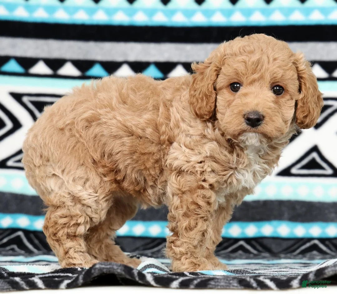 Cockapoo dogs for sale: Katie - Ad 2