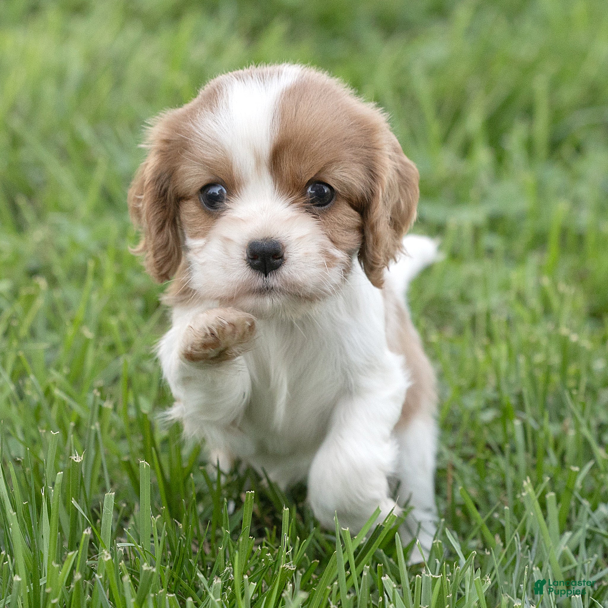 Cavalier King Charles Spaniel dogs Betty Cavalier King Charles Spaniel  - Ad 1