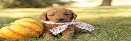 Mini Goldendoodle dogs for sale: Autumn - Ad 8