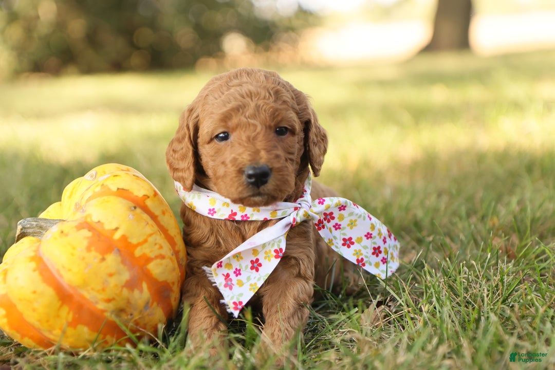 Mini Goldendoodle dogs for sale: Autumn - Ad 8