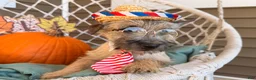 Cairn Terrier dogs for sale: Jimmy  - Ad 4